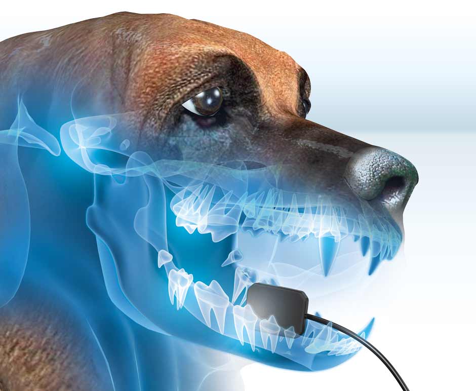 X-ray Dental dog's mouth